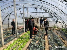 科技惠農助振興 縣政協深入開展送科技下鄉及農業病蟲害防治專項活動