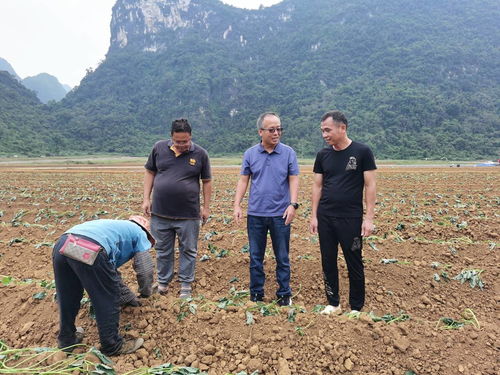 廣西農科院 科技賦能鄉村振興 精準防治守護農業安全