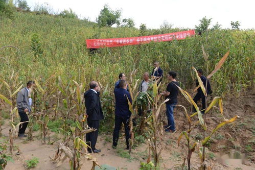科技賦能田間地頭 縣科協(xié)全國科普日“專家進農(nóng)田”系列培訓活動助力鄉(xiāng)村振興