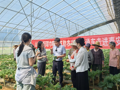 科技賦能羽衣甘藍(lán) 山東省農(nóng)科院蔬菜研究所專家團(tuán)隊(duì)為“網(wǎng)紅蔬菜”高質(zhì)量發(fā)展把脈開(kāi)方