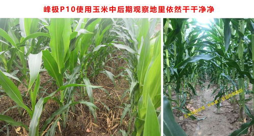 全新玉米田除草利器 四元復(fù)配，封殺全能，抗性雜草防治更優(yōu)