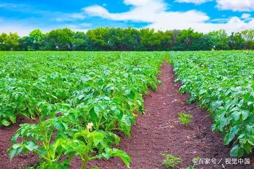 馬鈴薯常見(jiàn)病蟲害防治全攻略 掌握要點(diǎn)綜合防控，助力健康增產(chǎn)